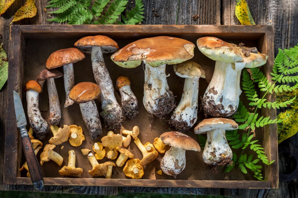 Top view of edible wild mushrooms in wooden box